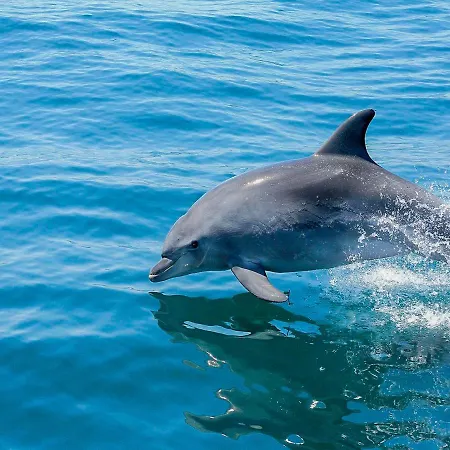 Luxury Penthouse Wstunning Sea Views, Walk To Gale 公寓 阿尔布费拉