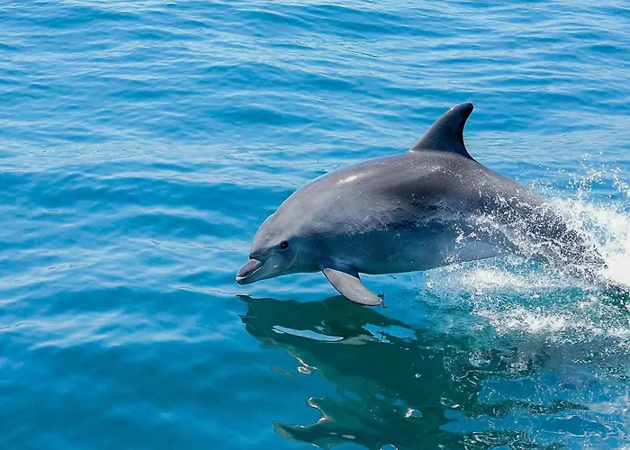 Luxury Penthouse Wstunning Sea Views, Walk To Gale Apartman Albufeira